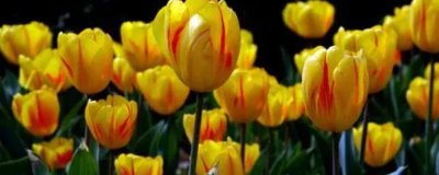 郁金香有哪些品种,可分为早花、中花、晚花这三种品系