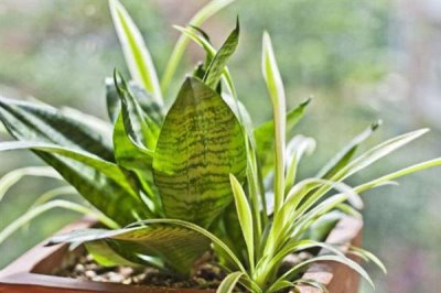 如何促使虎皮兰冒新芽，要为其提供良好的透气环境