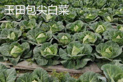 河北秦皇岛有哪些特产,昌黎葡萄畅销全国各地