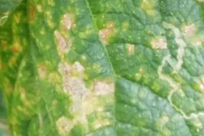 怎么防治西瓜细菌性角斑病,播种前可用温水浸种杀菌