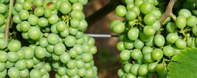 葡萄霜霉病和白粉病如何区分，发病时间完全不同