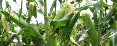 达美108玉米品种的特性，平均生育期125.5天