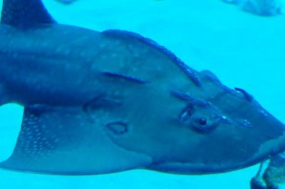 鳐鱼的种类,常见的有鳐科、单鳍鳐科、拟鳐科等