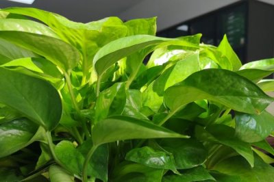 让绿萝两天爆盆的方法，放在光线明亮处充分接受光照