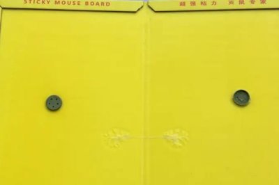 养鸡场如何避免黄鼠狼，可以养狗、猫、鹅等