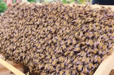 新蜂王怎样放进蜂群中，可直接介王或间接介王