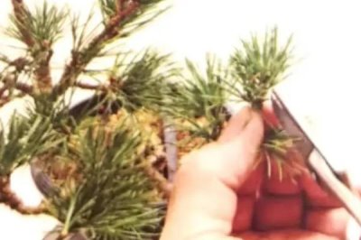 制作五针松盆景，因五叶丛生而得名