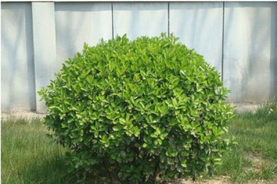 冬青树的价格，会受到规格、品种、市场等条件的影响