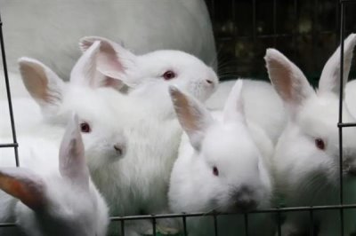 养兔需要具备哪些条件，首先根据数量决定场地大小