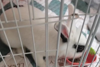 让兔子乖乖回笼的好办法,需要从小开始训练