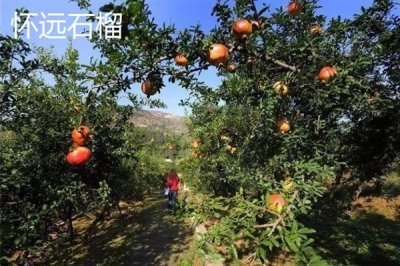 安徽省宣城市的特产,宣城茶叶深受消费者喜爱