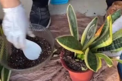 虎皮兰怎么养殖,冬季每隔10天浇一次水