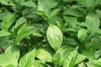 大青叶是什么植物,是一种二年生的草本植物