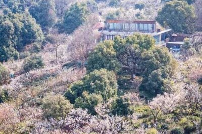 梅兰竹菊的寓意,梅花寓意百折不挠