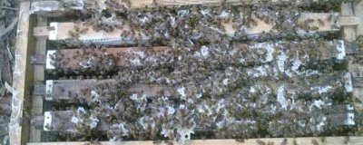 活框蜂箱介绍,可根据养蜂人的意愿自由调整