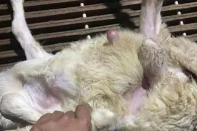 养羊的基本知识,需注意饲养、水源和发情周期等