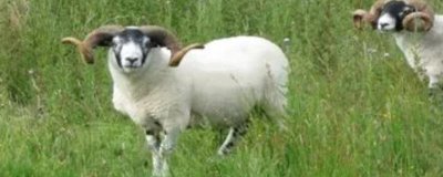 农村养羊棚怎样建,建在地势平坦、背风向阳、排灌方便的地方