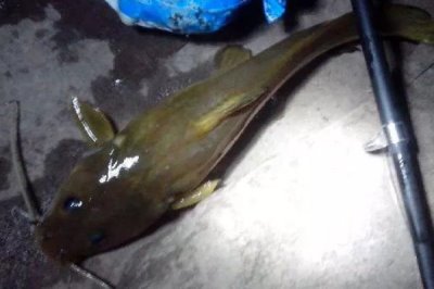 江鼠的产地,广泛分布在长江至珠江各水系