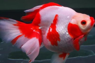 新手养金鱼选择什么品种,养鱼知识介绍