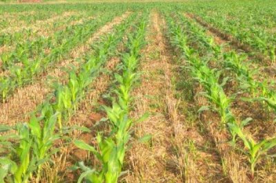 夏玉米黄苗的主要原因，缺锌、钾、氮、铁、铜、镁等均可能导致