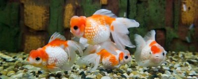 新手养金鱼选择什么品种,草金鱼、琉金金鱼和狮子头金鱼不错