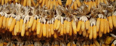 东非主要粮食作物是什么,主要粮食作物为玉米