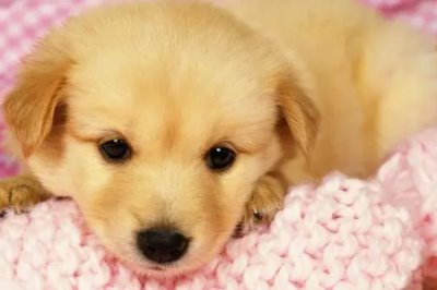 狗狗经常吃鸡肝有何弊端，容易引起肥胖、出现中毒等情况