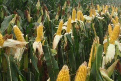 甜玉米一年能种多少次,通常可种植1-2次