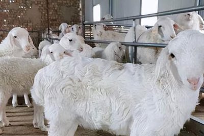 育肥羊如何养殖,饲喂方式要根据自身的养殖模式而定