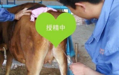 牛的交配方式,可自然交配也可分群交配等