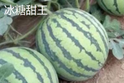 大型西瓜品种,这些品种最大可达40斤