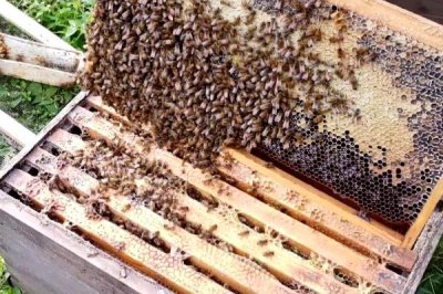 盗蜂的处理方法,需及时处理