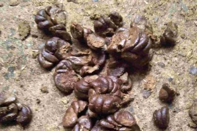 养牛的风险,包括肉牛来源、养殖技术等