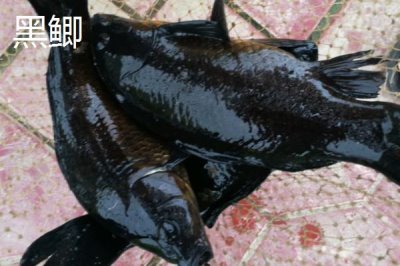 鲫鱼的外观,不同品种的外观有所区别