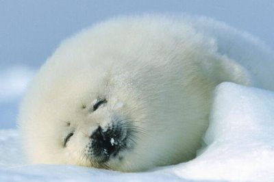 小海豹有毛吗，小海豹有毛且颜色比较深