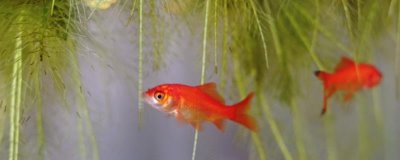 草金鱼适合和什么鱼混养,可以和锦鲤鱼、锦鲫鱼等混养