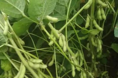 圣豆102大豆种子简介,6月10-25日播种