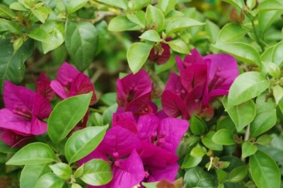 三角梅一年开多少次花，一般一年只开一次花