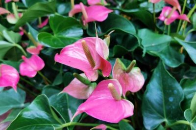 粉掌的叶片为什么发黄以及如何处理,可能是水分过多、光照不足等因素所导致