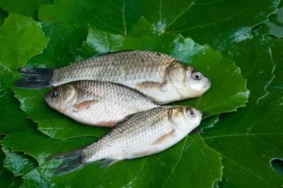 鲫鱼一年可以增重多少，人工养殖一年能增长150-200克左右