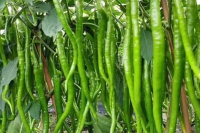 线椒怎么播种，推荐使用沙壤土