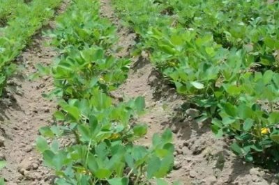 花生的价格，价格因品种、质量等不同而不同