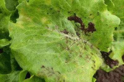 菜心有哪些病虫害防治措施,要选择抗病力强的品种