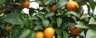 沙糖桔的鉴别方法,成熟后表皮呈金黄色、剥皮时容易折断