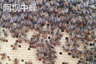 中蜂的品种,群势大小不一