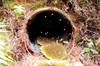 夏季蜂群的管理要点，核心工作是防暑降温