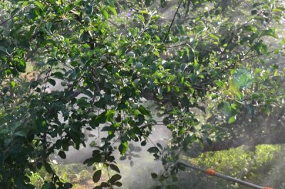 乙烯利的使用方法,针对不同作物的使用方法不同