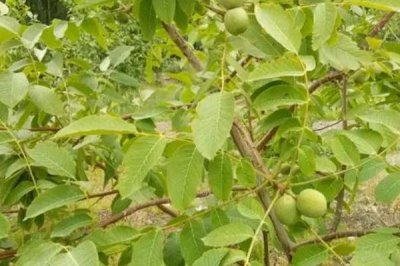 核桃树几年才能结果,实生苗需要5-10年