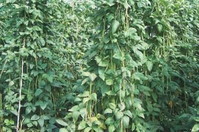 豇豆的田间管理技术,初生叶出现时应查苗补苗