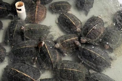 怎么养亚巨龟才能让它快速生长,需保持干净的水质和适宜的温度